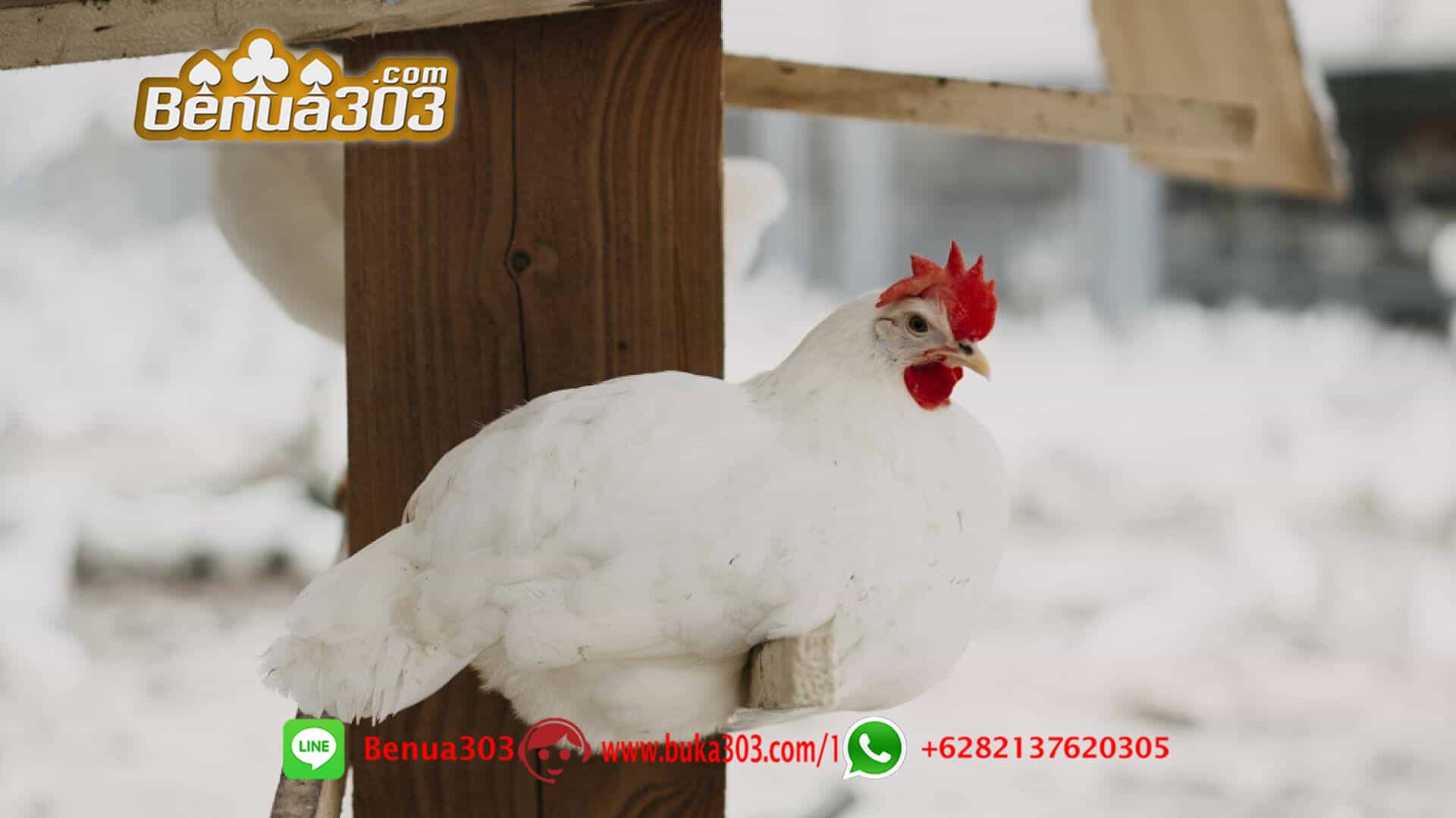 Situs S128 Sabung Ayam Online