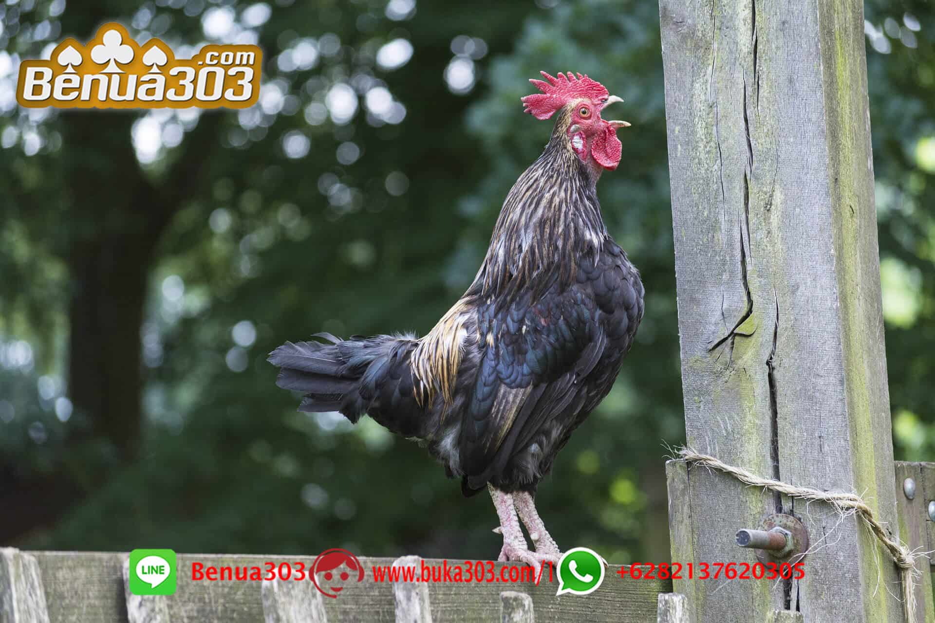 Situs S128 Sabung Ayam Online