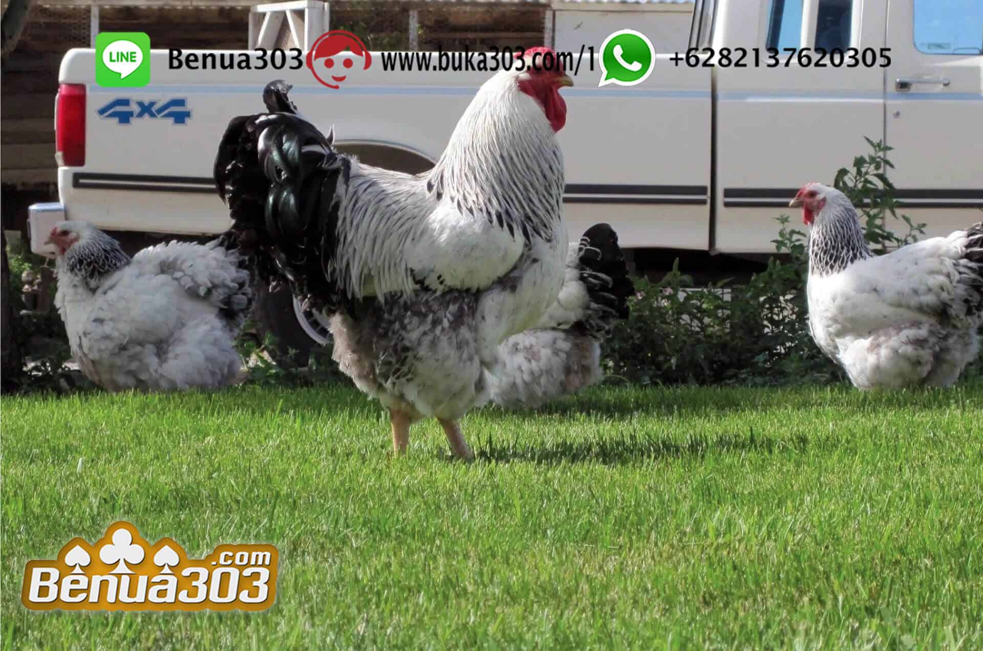 TARUHAN SABUNG AYAM BANGKOK ONLINE