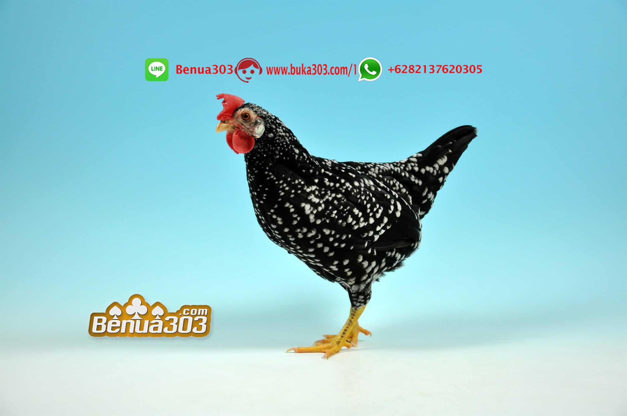 TARUHAN SABUNG AYAM BANGKOK ONLINE