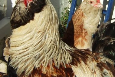 Tips dan Trik Agar Bisa Menang Sabung Ayam Online S1288