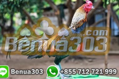 Cara Budidaya Ayam Aduan Birma